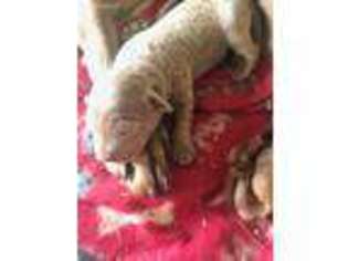 Labrador Retriever Puppy for sale in Ludlow, MO, USA