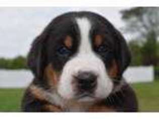 Greater Swiss Mountain Dog Puppy for sale in Grand Island, NY, USA