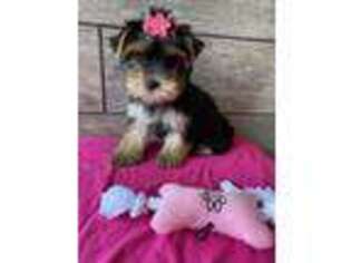 Yorkshire Terrier Puppy for sale in Richmond, IL, USA