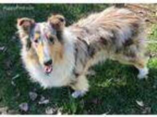 Collie Puppy for sale in Fort Collins, CO, USA
