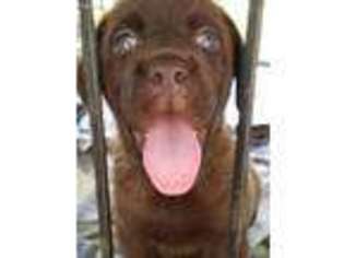 Labrador Retriever Puppy for sale in Lincolnton, GA, USA