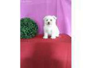Maltipom Puppy for sale in Sugarcreek, OH, USA