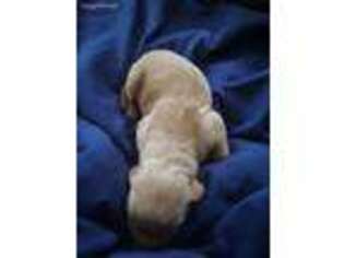 Golden Retriever Puppy for sale in Morris, IL, USA