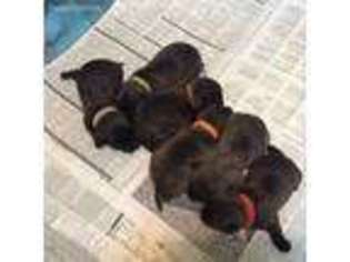 Cairn Terrier Puppy for sale in Greene, RI, USA