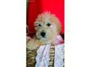 Goldendoodle Puppy for sale in La Russell, MO, USA