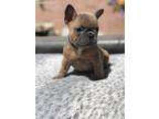 French Bulldog Puppy for sale in Fillmore, CA, USA