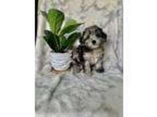 Yorkshire Terrier Puppy for sale in Prospect, VA, USA