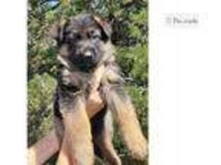 German Shepherd Dog Puppy for sale in Lubbock, TX, USA