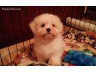 Mal-Shi Puppy for sale in Elm Grove, LA, USA