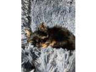 Yorkshire Terrier Puppy for sale in West Unity, OH, USA