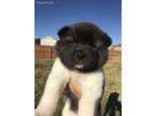 Akita Puppy for sale in Colorado Springs, CO, USA
