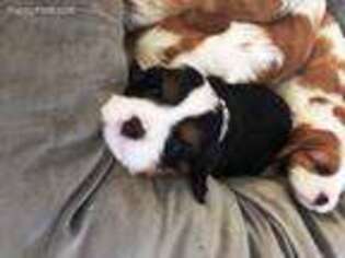 Cavalier King Charles Spaniel Puppy for sale in Madison, MS, USA