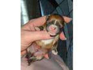 Chihuahua Puppy for sale in Susanville, CA, USA