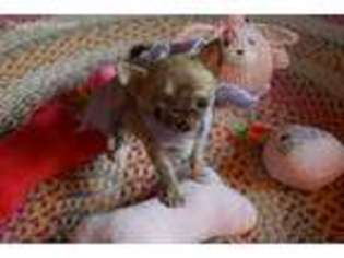 Chihuahua Puppy for sale in Syracuse, NY, USA