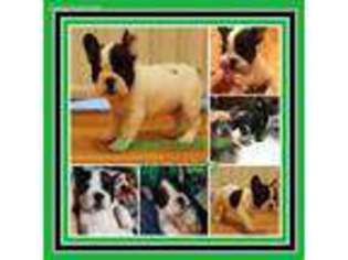 French Bulldog Puppy for sale in Ripley, WV, USA