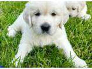 Mutt Puppy for sale in Lanexa, VA, USA