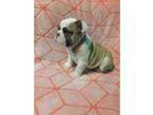 Bulldog Puppy for sale in Boston, MA, USA