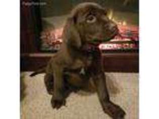 Labrador Retriever Puppy for sale in Saranac, MI, USA