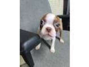 Boston Terrier Puppy for sale in Baytown, TX, USA
