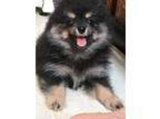 Pomeranian Puppy for sale in Leominster, MA, USA