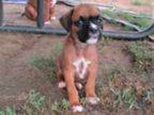 Boxer Puppy for sale in Aliquippa, PA, USA
