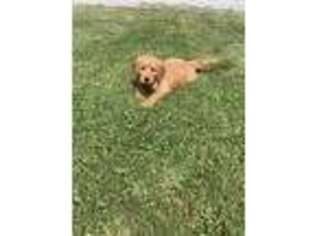 Golden Retriever Puppy for sale in East Rochester, NY, USA