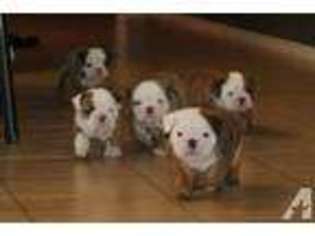 Bulldog Puppy for sale in PRINCETON, TX, USA