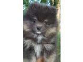 Pomeranian Puppy for sale in Fond Du Lac, WI, USA