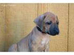 Rhodesian Ridgeback Puppy for sale in Citra, FL, USA