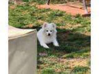 American Eskimo Dog Puppy for sale in Stamping Ground, KY, USA