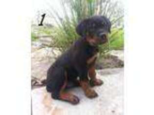 Rottweiler Puppy for sale in RICHMOND, TX, USA