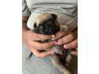 Pug Puppy for sale in Pasadena, MD, USA