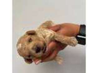 Mutt Puppy for sale in Willingboro, NJ, USA