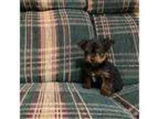 Yorkshire Terrier Puppy for sale in Flora, IN, USA