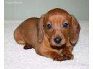 Dachshund Puppy for sale in Shadyside, OH, USA