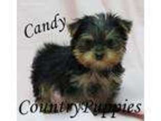 Yorkshire Terrier Puppy for sale in Jolley, IA, USA