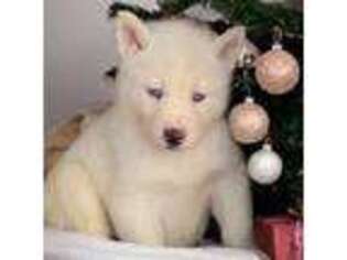 Siberian Husky Puppy for sale in Industry, IL, USA