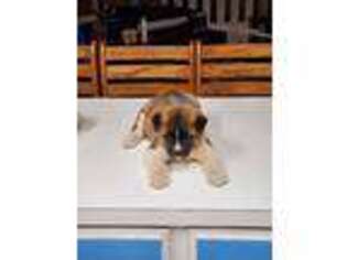 Akita Puppy for sale in Aurora, CO, USA