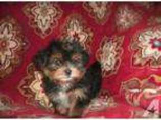 Shorkie Tzu Puppy for sale in BARTOW, FL, USA