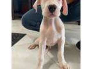 Dogo Argentino Puppy for sale in Cape Coral, FL, USA