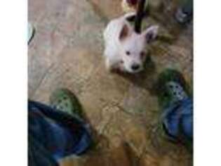 West Highland White Terrier Puppy for sale in La Follette, TN, USA