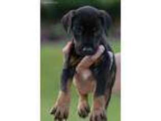 Doberman Pinscher Puppy for sale in Rowlett, TX, USA