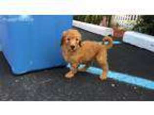 Goldendoodle Puppy for sale in Southfield, MI, USA