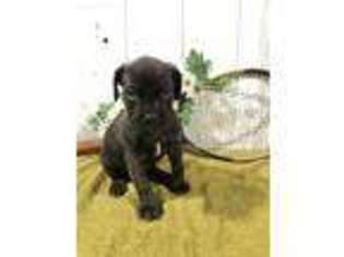 Cane Corso Puppy for sale in Lagrange, IN, USA
