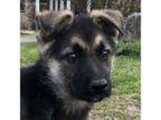 German Shepherd Dog Puppy for sale in Trenton, GA, USA