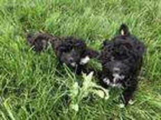 Shih-Poo Puppy for sale in Gillette, WY, USA