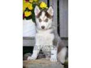 Siberian Husky Puppy for sale in Fresno, OH, USA