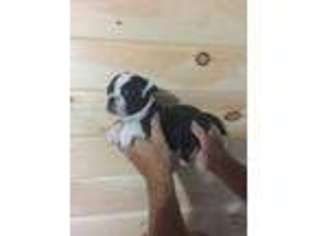 Alapaha Blue Blood Bulldog Puppy for sale in Henagar, AL, USA