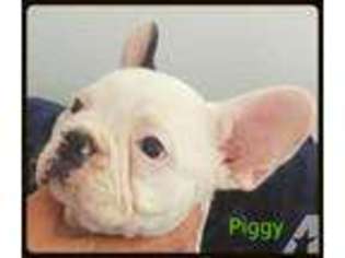 Mutt Puppy for sale in BENKELMAN, NE, USA