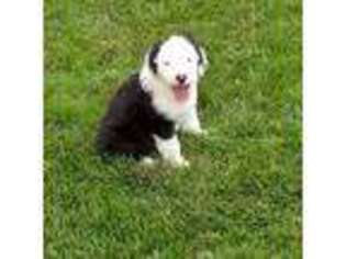 Old English Sheepdog Puppy for sale in Madison, WI, USA